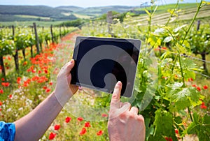 Farmer in vineyard holding tablet and using modern tech for data analysis