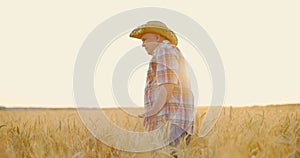 Farmer walking in agricultural field of ripe spikelets at sunset and touching wheat ears with hands