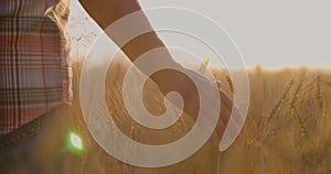 Farmer walking down the wheat field at sunset touching wheat ears with hands