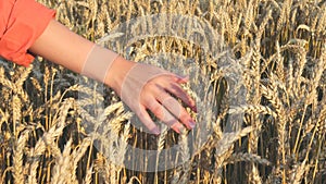 Farmer walking down the wheat field in sunset touching wheat ears with hands - agriculture concept 4k