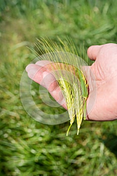 A farmer walking through the field checks the wheat crop. Wheat sprouts in a farmer's hand