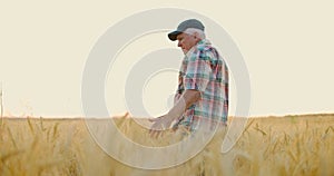 Farmer walking in golden wheat field and running his hand through ear of wheat