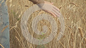 Farmer walking through golden wheat field and touching ears of ripe wheat. slow