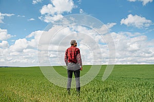 Farmer walking through a green wheat field on windy spring day and examining cereal crops