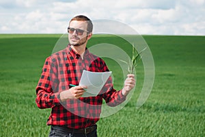 Farmer walking through a green wheat field on windy spring day and examining cereal crops
