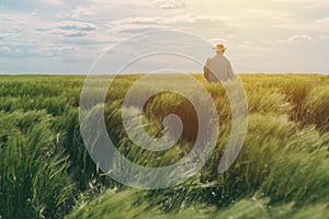 Farmer walking through a green wheat field