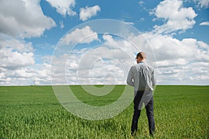 Farmer walking through a green wheat field on windy spring day and examining cereal crops