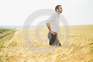 Farmer walking through a green wheat field on windy spring day and examining cereal crops