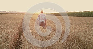 Farmer walking among ripe wheat field on sunset and hands outstretches