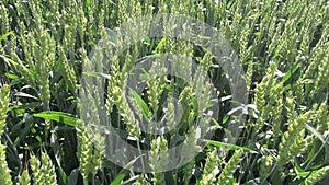 Farmer walking through summer wheat field