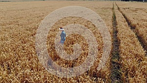 Farmer walking through the wheat crop field. harvest control and supervision. aerial view