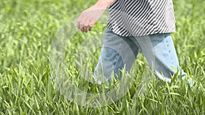 Farmer walking in wheat field at