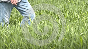 Farmer walking in wheat field at