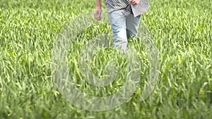 Farmer walking in wheat field at