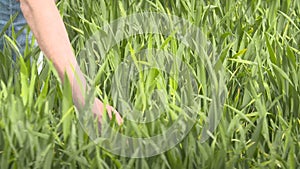 Farmer walking in wheat field at