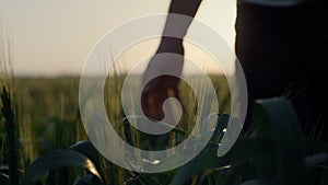 Farmer walking wheat field checking crop on sunset. Close up green spikelets.