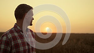 Farmer walking wheat field examining cultivated cereal closeup. Agro concept.