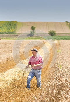 Farmer walking in wheat field in harvest time