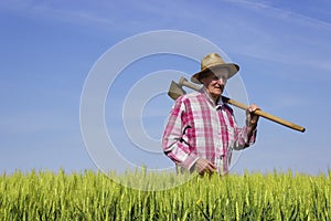 Farmer walking through wheat field on sunny day