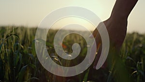 Farmer walking wheat field in sunset close up. Man checking harvest evening time