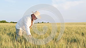 A farmer walking through a wheat field and touching a plant. Ukrainian farmer in embroidery.