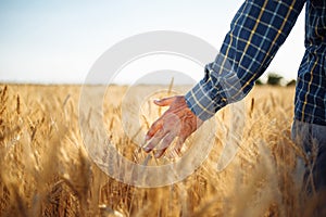 Farmer walks through the field touching wheat sprouts with his hand. Man checking wheat crop by holding the ears spikelets of the