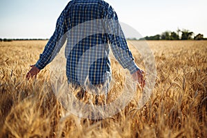 Farmer walks through the field touching wheat sprouts with his hand. Man checking wheat crop by holding the ears spikelets of the