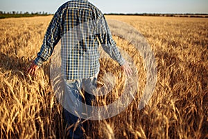 Farmer walks among golden ripen ears of wheat, touches the spikelets full of grains with his hands at the field. Farm