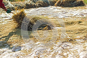 The farmer was hitting the rice paddies on the ground. ancient thresh rice style