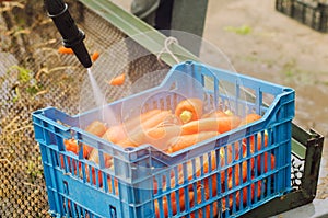 The farmer washes of the soil from freshly harvested carrots using pressure washer. Eco friendly products. Agriculture. Farming.