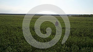 A farmer watches the wheat harvest. Aerial photography. Green wheat field top view. An agronomist in a wheat field