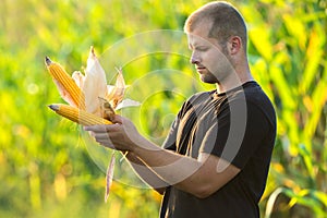 Farmer watching a corncob in a cornfield