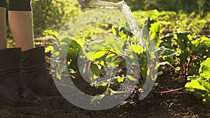 Farmer watering the crop, a bunch of fresh organic beets on field of farm in sunset light.