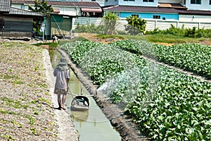 farmer watering in Field of fresh collard