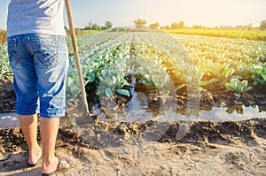 The farmer is watering the field. natural irrigation. cabbage plantations grow in the field. vegetable rows. farming agriculture