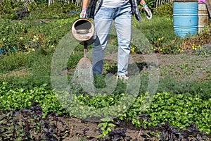 Farmer watering herbs from a watering can