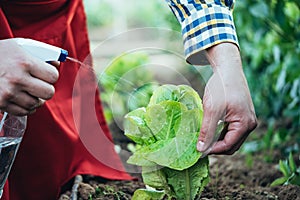 Farmer watering a lettuce plant in an organic farming field