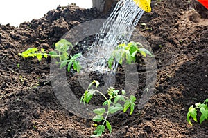 Farmer watering tomato plant in greenhouse, homegrown organic vegetables