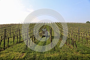 A farmer watering the vineyards with a tractor