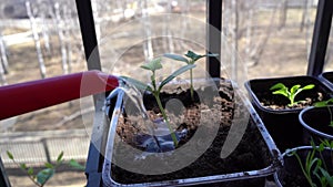 A farmer waters young seedlings from a watering can. Gardening.