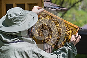 Farmer wearing bee suit working with honeycomb in apiary. Beekeeping in countryside. Male beekeeper in a beekeeper costume,