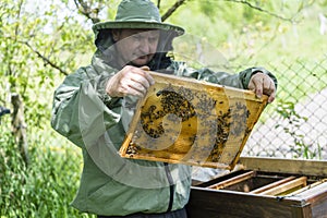 Farmer wearing bee suit working with honeycomb in apiary. Beekeeping in countryside. Male beekeeper in a beekeeper costume,