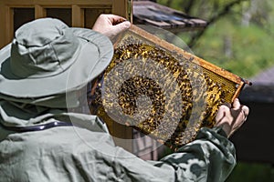 Farmer wearing bee suit working with honeycomb in apiary. Beekeeping in countryside. Male beekeeper in a beekeeper costume,