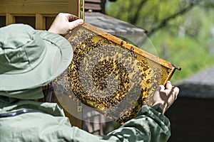 Farmer wearing bee suit working with honeycomb in apiary. Beekeeping in countryside. Male beekeeper in a beekeeper costume,