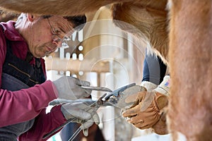 Farmer wearing gloves and shoeing horse, while a companion looks on, gently holding the horse& x27;s leg