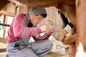 Farmer wearing gloves and shoeing horse, while a companion looks on, gently holding the horse& x27;s leg