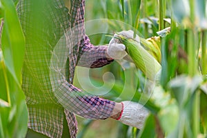 Farmer wearing a red plaid shirt and white gloves is collecting fresh corn pods organic in corn fields for consumption or  raising