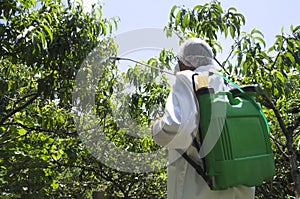 Farmer wearing white protective workwear and spraying pesticides on the peach trees in the garden