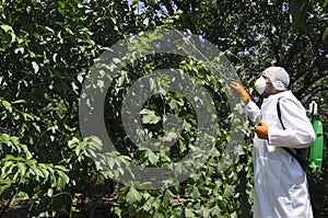 Agricilture worker spraying pesticides on the fruit trees in the garden photo