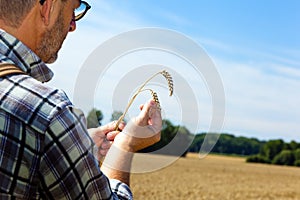 Farmer in a wheat field